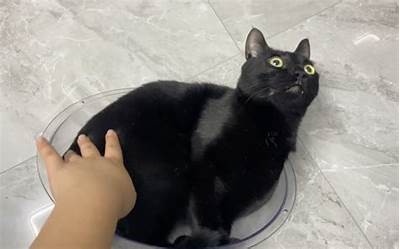 黑猫变成人日剧免费在线观看
