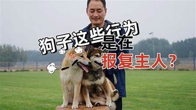 狗变成人原创视频网站免费观看
